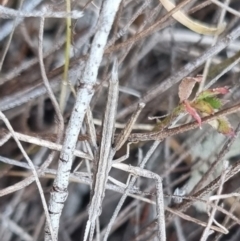 Keyacris scurra at QPRC LGA - suppressed