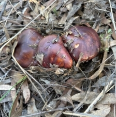 Unidentified Cap on a stem; gills below cap [mushrooms or mushroom-like] at Aranda, ACT - 27 May 2024 by lbradley