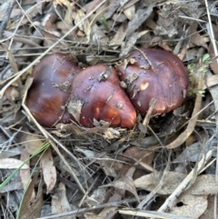 Unverified Cap on a stem; gills below cap [mushrooms or mushroom-like] at Aranda, ACT - 27 May 2024 by lbradley