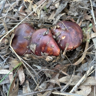 Unidentified Cap on a stem; gills below cap [mushrooms or mushroom-like] at Aranda, ACT - 27 May 2024 by lbradley