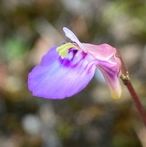 Utricularia dichotoma at Mundamia, NSW - 14 Sep 2023 11:53 AM