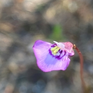 Utricularia dichotoma at Mundamia, NSW - 14 Sep 2023 11:53 AM