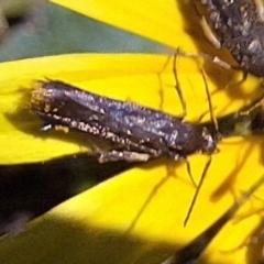 Eretmocera (genus) (Scythrididae family) at Watson, ACT - 13 May 2024 by JenniM