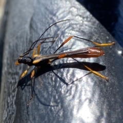 Macrones besti (Longhorn beetle) at Morton National Park - 16 Sep 2023 by AJB