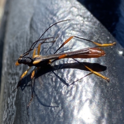 Macrones besti (Longhorn beetle) at Morton National Park - 16 Sep 2023 by AJB