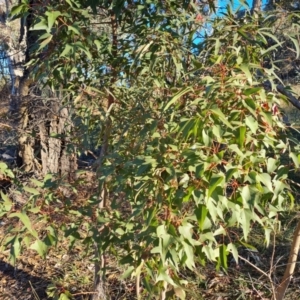 Brachychiton populneus subsp. populneus at Wanniassa Hill - 27 May 2024