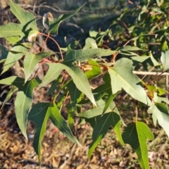 Brachychiton populneus subsp. populneus at Wanniassa Hill - 27 May 2024