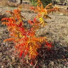 Pistacia chinensis (Chinese Pistachio) at Wanniassa Hill - 27 May 2024 by Mike