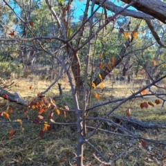 Pyrus calleryana (Callery Pear) at Wanniassa Hill - 27 May 2024 by Mike