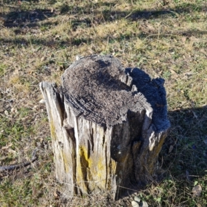 Papyrius sp. (genus) at Wanniassa Hill - suppressed