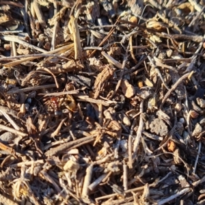 Papyrius sp. (genus) at Wanniassa Hill - 27 May 2024