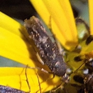 Eretmocera (genus) (Scythrididae family) at Mount Majura - 13 May 2024