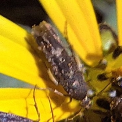 Eretmocera (genus) (Scythrididae family) at Mount Majura - 13 May 2024 by JenniM