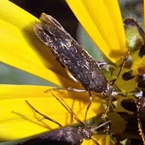 Eretmocera (genus) (Scythrididae family) at Mount Majura - 13 May 2024