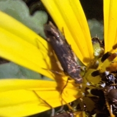 Eretmocera (genus) (Scythrididae family) at Mount Majura - 13 May 2024