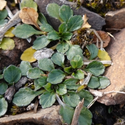 Viola improcera (Dwarf Violet) at Snowball, NSW - 25 May 2024 by RobG1