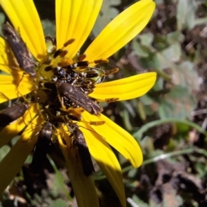 Eretmocera (genus) (Scythrididae family) at Mount Majura - 13 May 2024