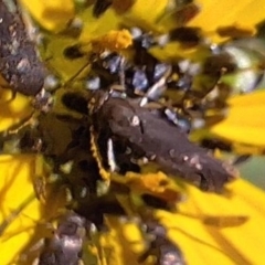 Eretmocera (genus) (Scythrididae family) at Mount Majura - 13 May 2024