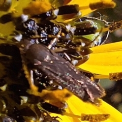 Eretmocera (genus) (Scythrididae family) at Mount Majura - 13 May 2024