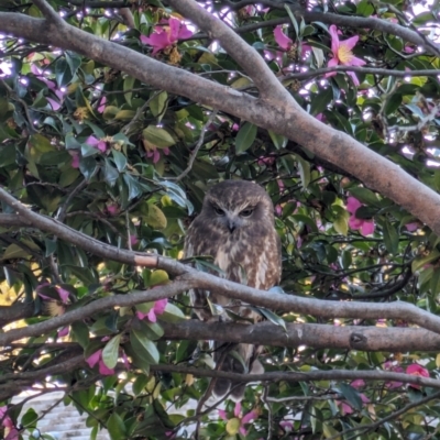 Ninox boobook (Southern Boobook) at suppressed - 27 May 2024 by WalterEgo