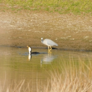 Microcarbo melanoleucos at Symonston, ACT - 27 May 2024