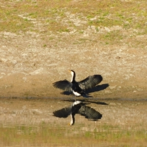 Microcarbo melanoleucos at Symonston, ACT - 27 May 2024