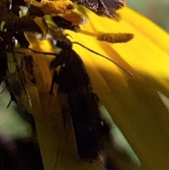 Unidentified Moth (Lepidoptera) at Mount Majura - 13 May 2024 by JenniM