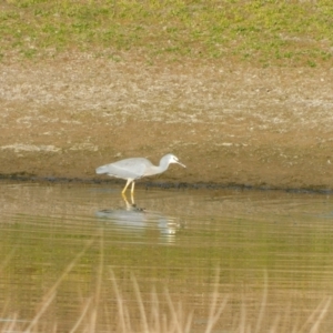 Egretta novaehollandiae at Symonston, ACT - 27 May 2024