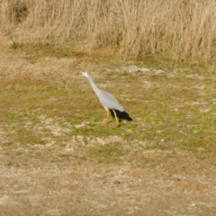 Egretta novaehollandiae at Symonston, ACT - 27 May 2024