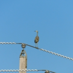 Egretta novaehollandiae at Symonston, ACT - 27 May 2024