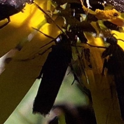 Unidentified Moth (Lepidoptera) at Mount Majura - 13 May 2024 by JenniM
