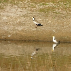 Vanellus miles (Masked Lapwing) at Symonston, ACT - 27 May 2024 by CallumBraeRuralProperty