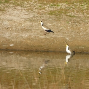 Vanellus miles at Symonston, ACT - 27 May 2024