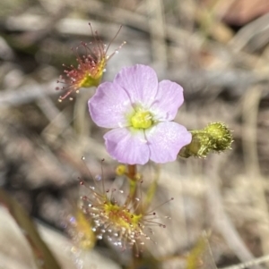 Drosera gunniana at Tallong, NSW - 9 Oct 2023 11:36 AM