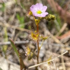 Drosera gunniana at Tallong, NSW - 9 Oct 2023 11:36 AM