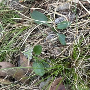 Pterostylis pedunculata at Aranda Bushland - suppressed