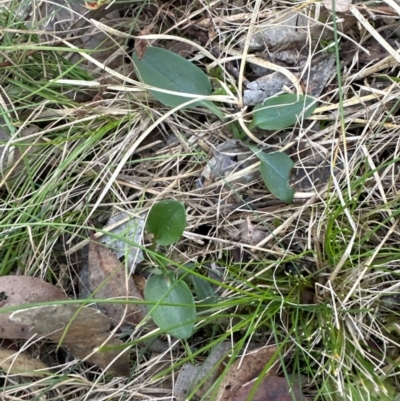 Pterostylis pedunculata at Aranda Bushland - 27 May 2024 by lbradley