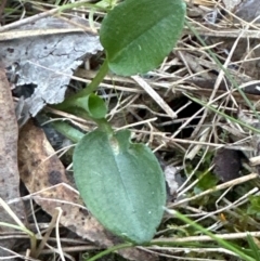 Pterostylis pedunculata at Aranda Bushland - suppressed