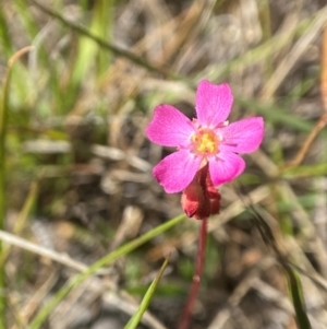 Drosera spatulata at Tallong, NSW - 25 Oct 2023