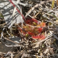 Drosera spatulata at Tallong, NSW - 25 Oct 2023