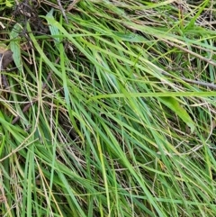 Nassella neesiana (Chilean Needlegrass) at Red Hill Nature Reserve - 27 May 2024 by Steve818
