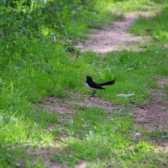 Rhipidura leucophrys (Willie Wagtail) at Gulargambone, NSW - 25 May 2024 by MB