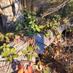 Rubus fruticosus sp. aggregate at Red Hill Nature Reserve - 27 May 2024