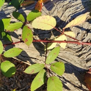 Rubus fruticosus sp. aggregate at Red Hill Nature Reserve - 27 May 2024