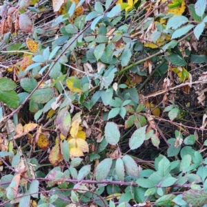 Rubus fruticosus sp. aggregate at Red Hill Nature Reserve - 27 May 2024