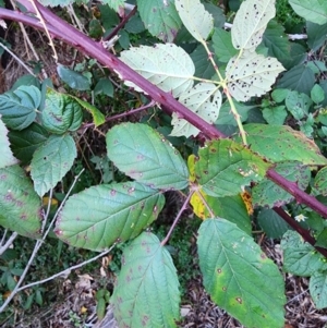 Rubus fruticosus sp. aggregate at Red Hill Nature Reserve - 27 May 2024