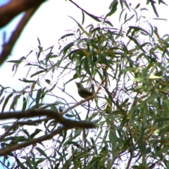 Ptilotula penicillata (White-plumed Honeyeater) at Gulargambone, NSW - 25 May 2024 by MB