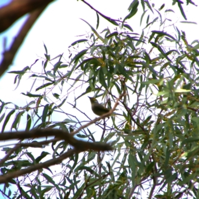 Ptilotula penicillata at Gulargambone, NSW - 25 May 2024 by MB