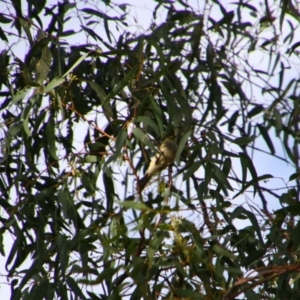 Ptilotula penicillata at Gulargambone, NSW - 25 May 2024