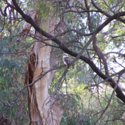 Dacelo novaeguineae (Laughing Kookaburra) at Gulargambone, NSW - 25 May 2024 by MB